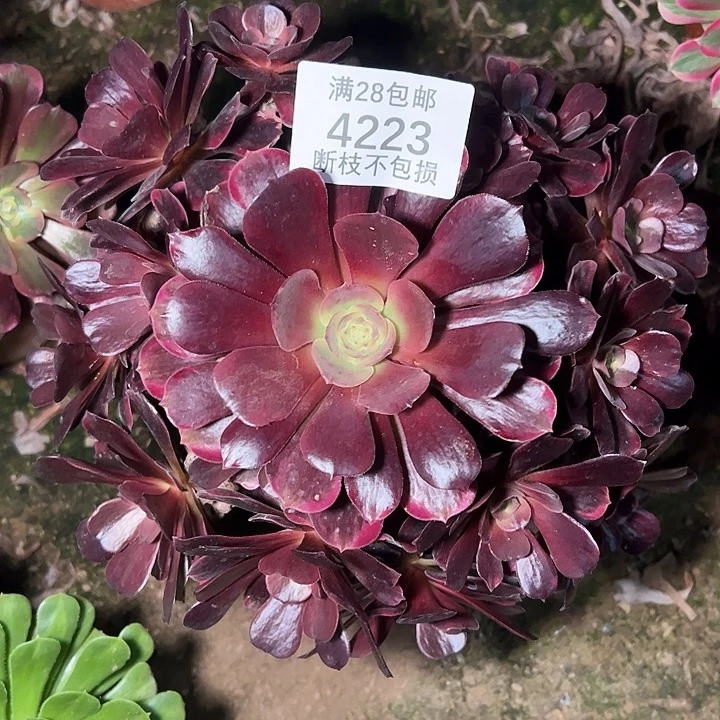 4223爱神多肉植物