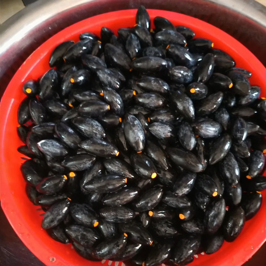 揭西乌油橄榄品种油橄榄广东省内包邮雨天推迟发货