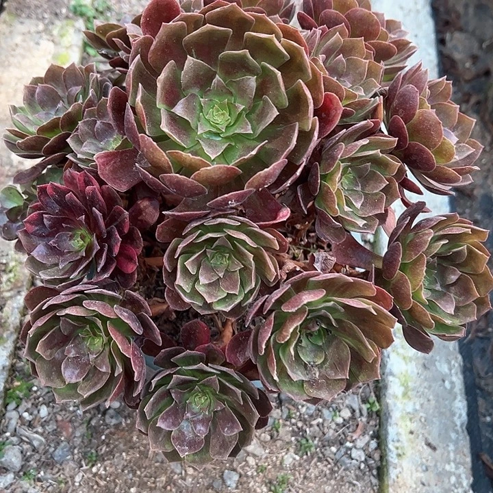 0034赤炎链多肉植物