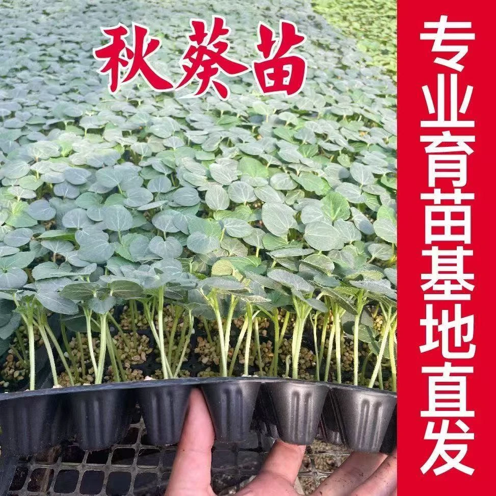 【山东寿光】水果秋葵秧苗农家阳台黄红秋葵种籽秧苗带土菜苗大全