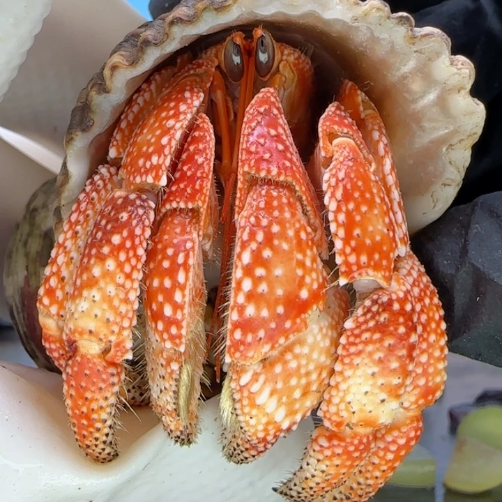 A30火烧 毛球3.0cm