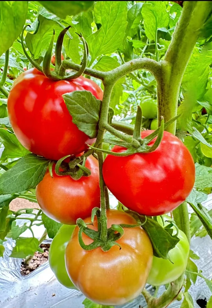 田园直供，新鲜西红柿，绿色健康之选