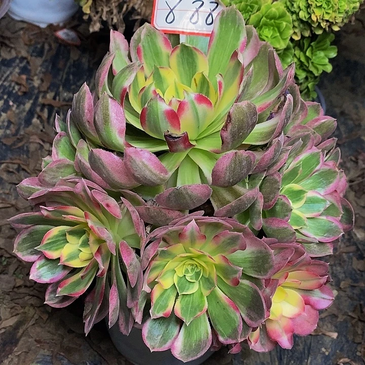 玉芙蓉老桩捧花去888