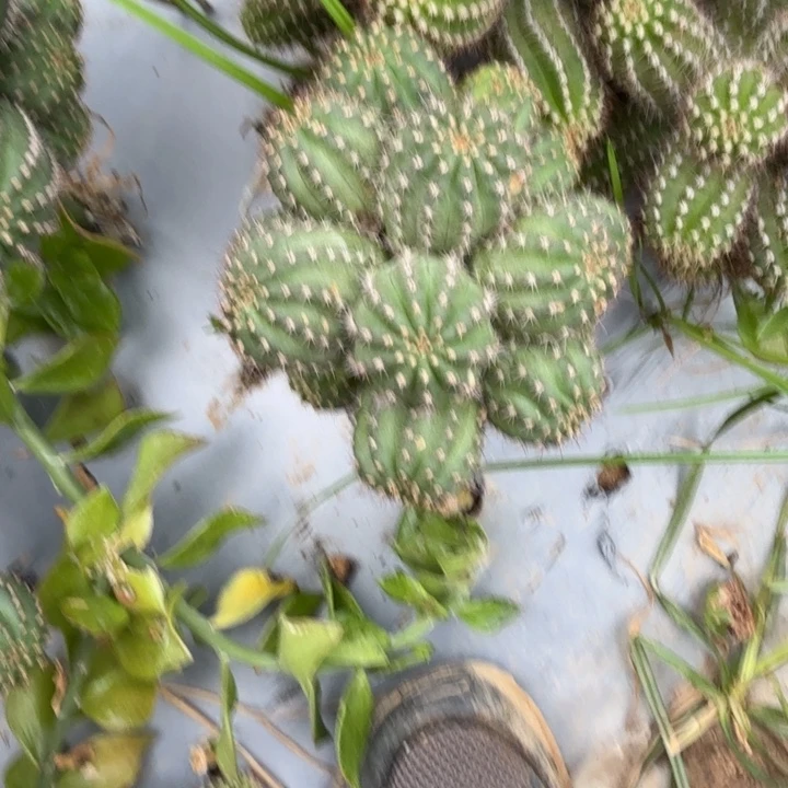 小***武矮胖白檀510白檀 656