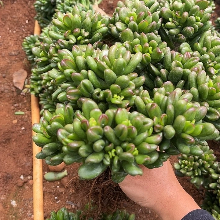 招财猫10.88多肉植物精品