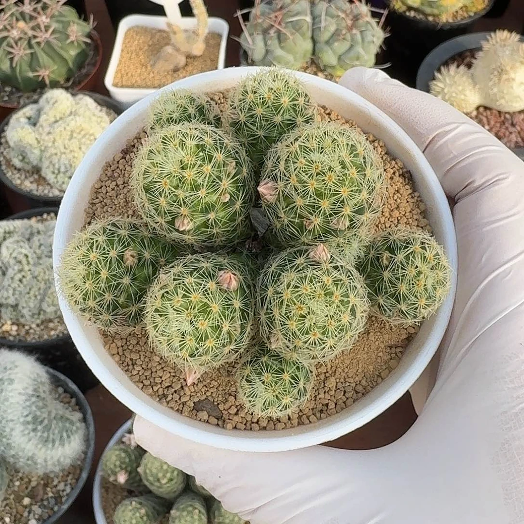 阿***敏吉赛尔仙人球123422