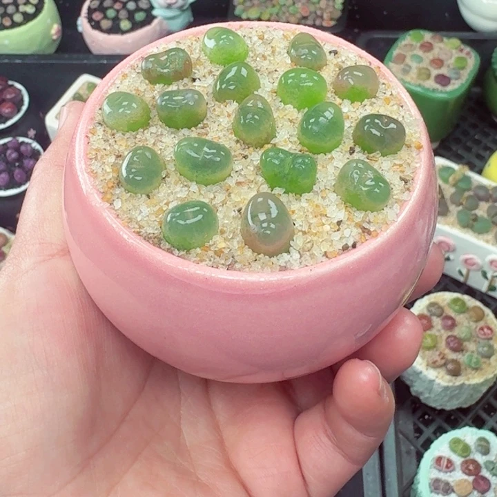 894零下地区记得拍保温箱