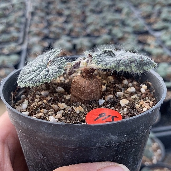 915圆叶洋葵一一一一一一一一一