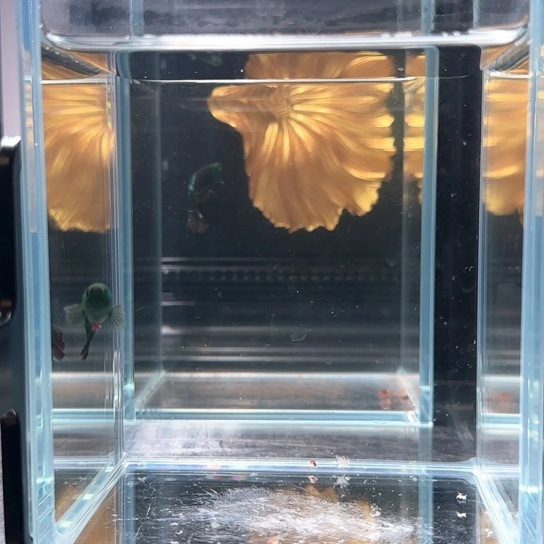 斗鱼活体观赏鱼好养耐活