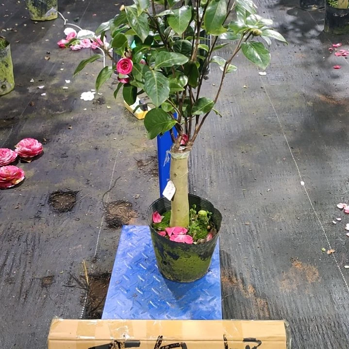 564玉带紫袍，原盆原土发货，不包邮