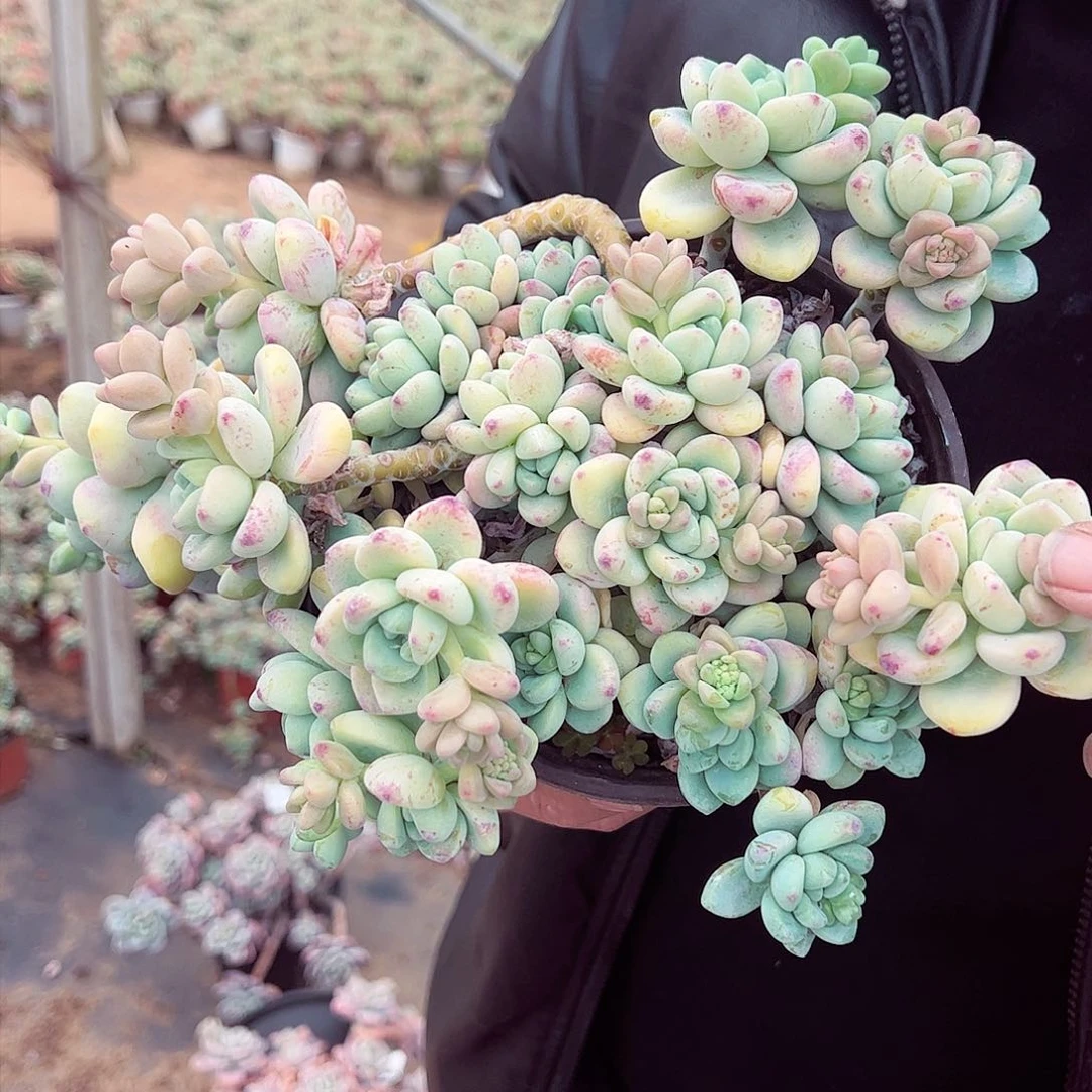 劳尔大盆群多肉植物