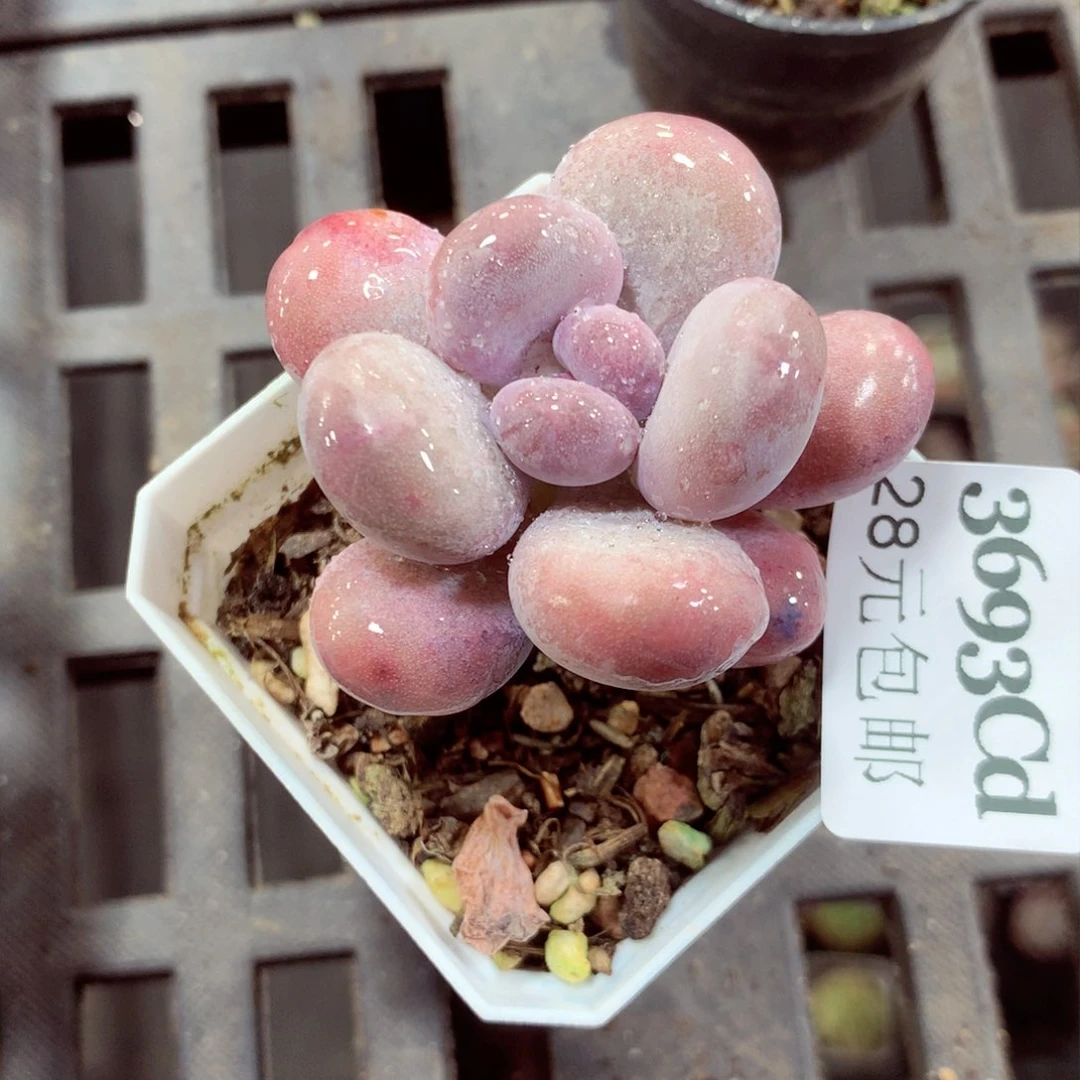 5厘米盆精控多肉3693