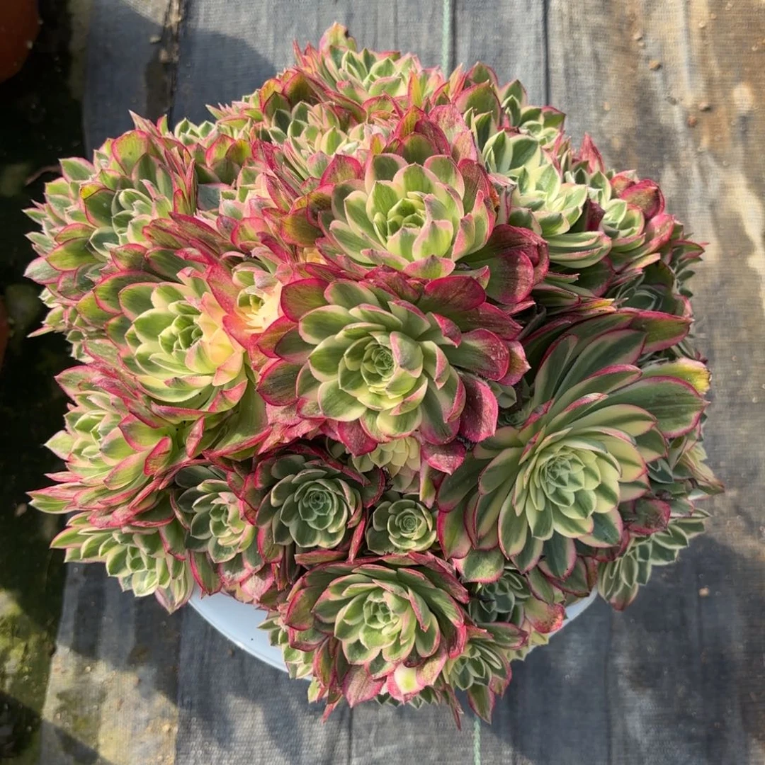 花好月又圆202509