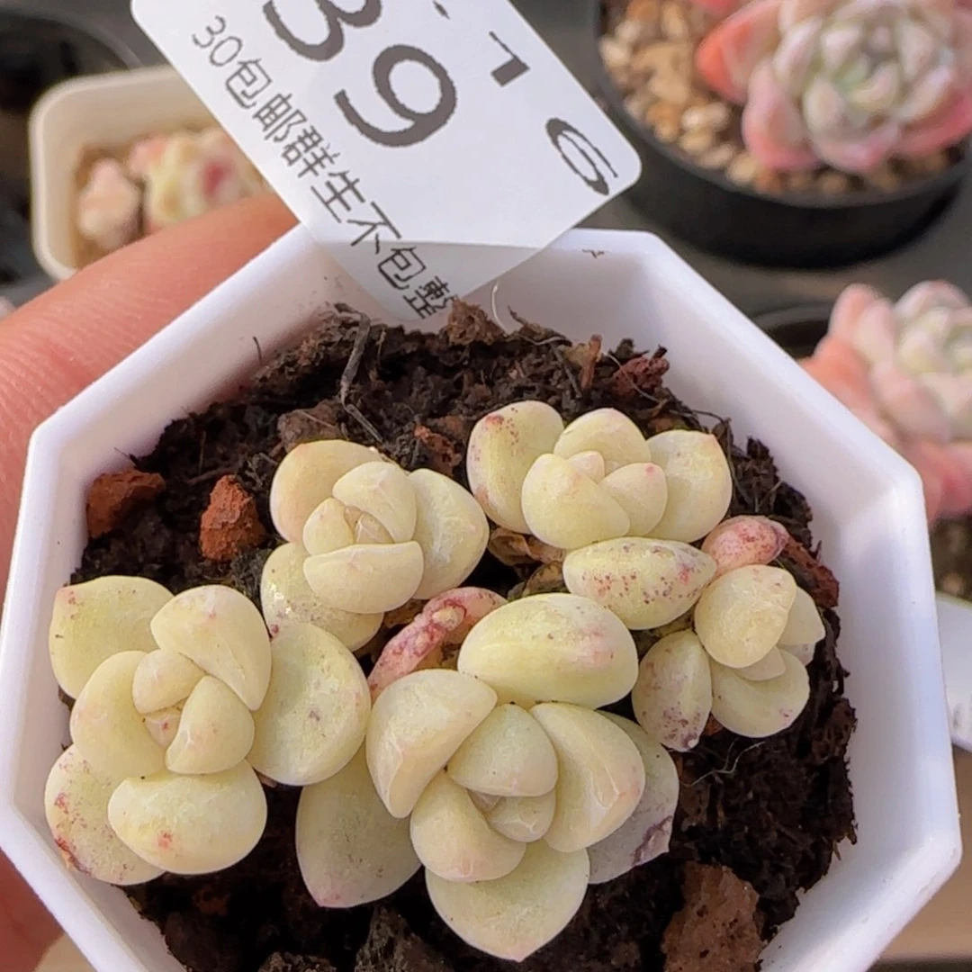 五头小脸冰玉一颗脱土发货