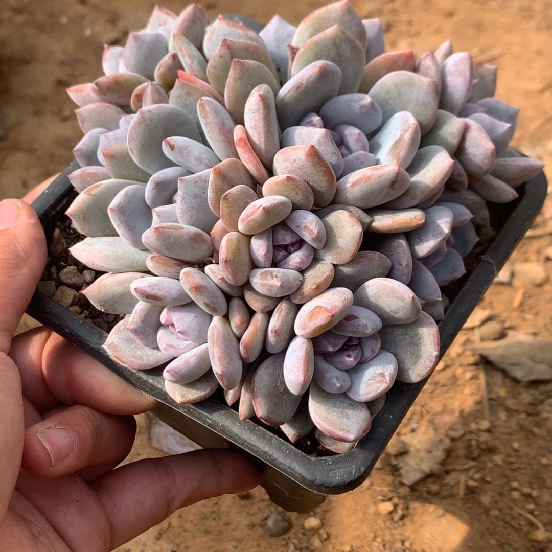 哈哈哈哈哈哈哈哈哈福利