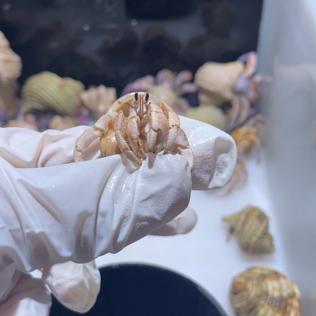 A16 好事花生专拍奶黄包1.6口