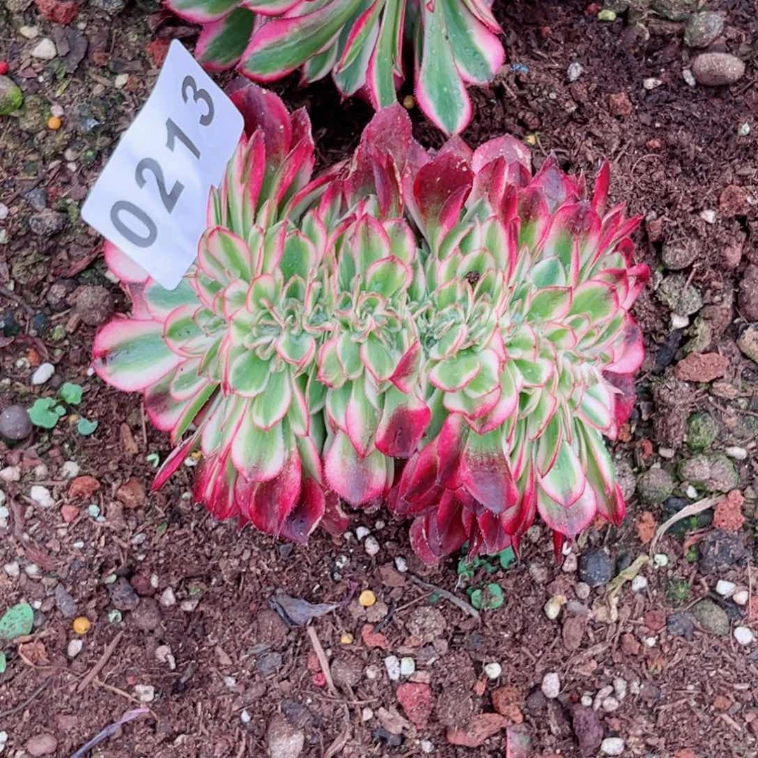 荔枝缀多肉发货发货