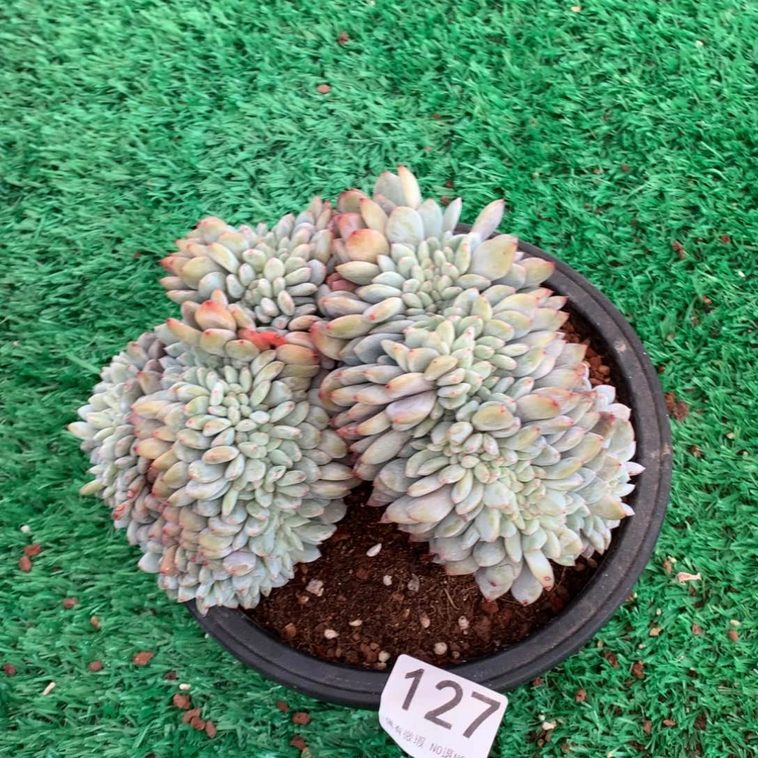 127橙子缀多肉植物