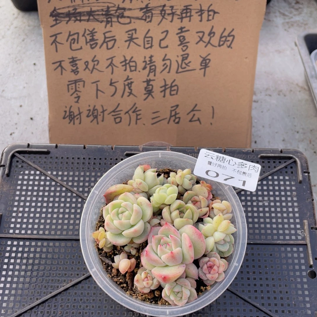 云糖心多肉植物71