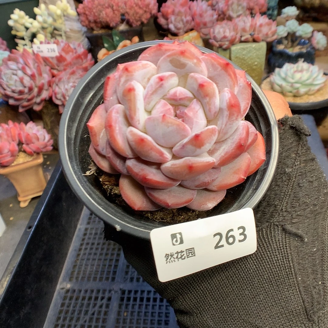 263粉星影多肉植物6666