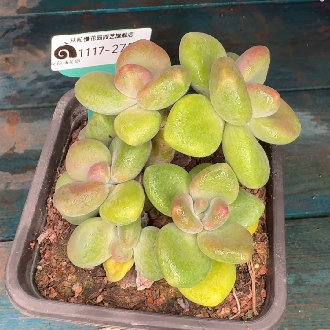 从前慢花园多肉编号1117-275