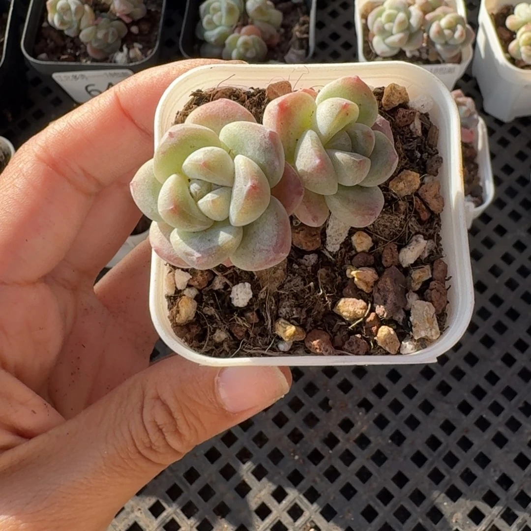 74 号到手1框，江北多肉