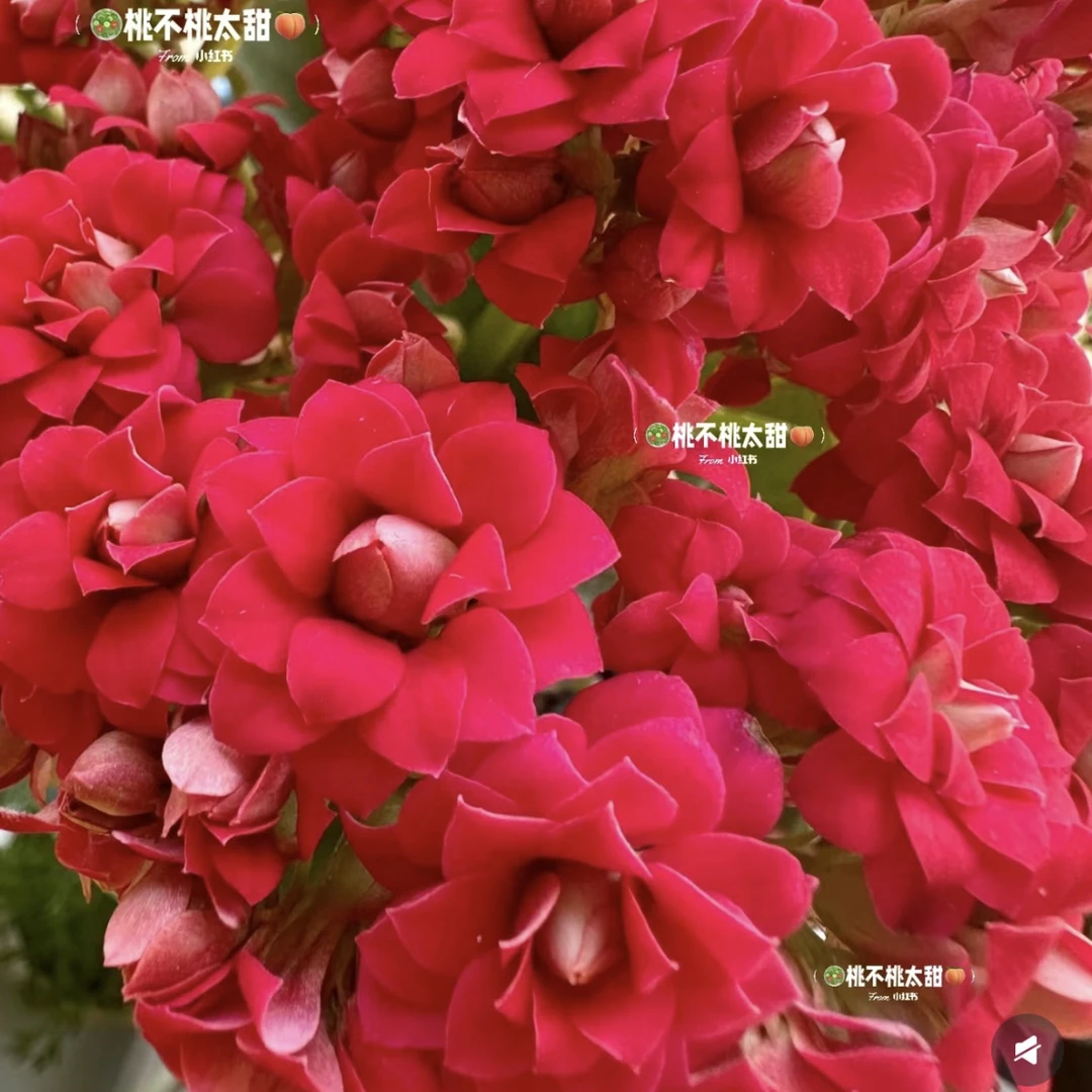 大红色车厘子红色大花110盆长寿花