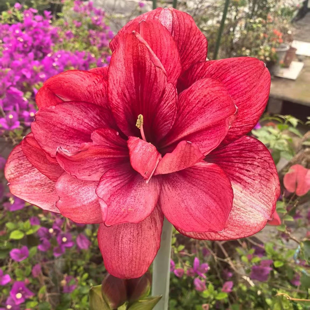 小园丁  福利【笑脸】澳朱  重瓣朱顶红  不分花前花后