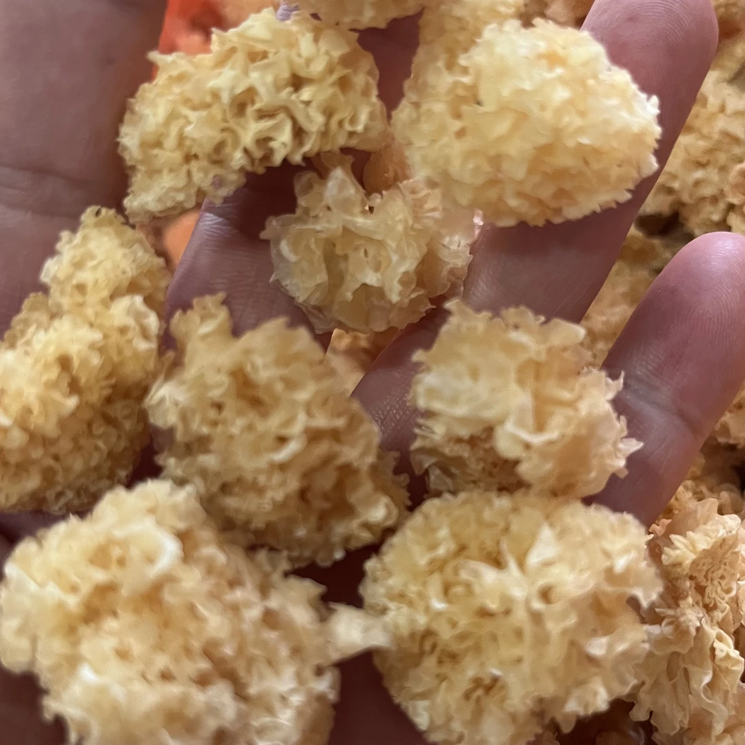 云南大山深处的野生小银耳 桂花香