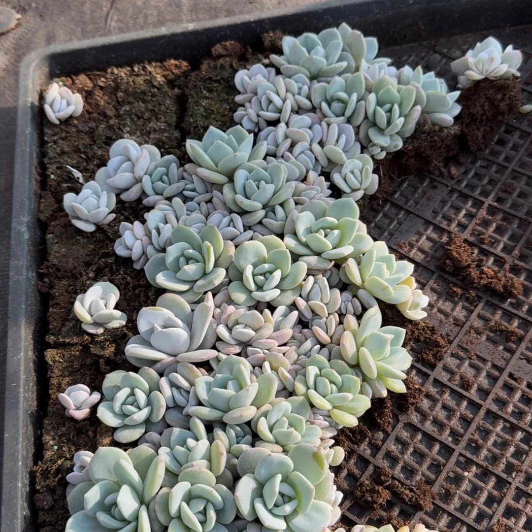 多肉杂交一物一拍11-61