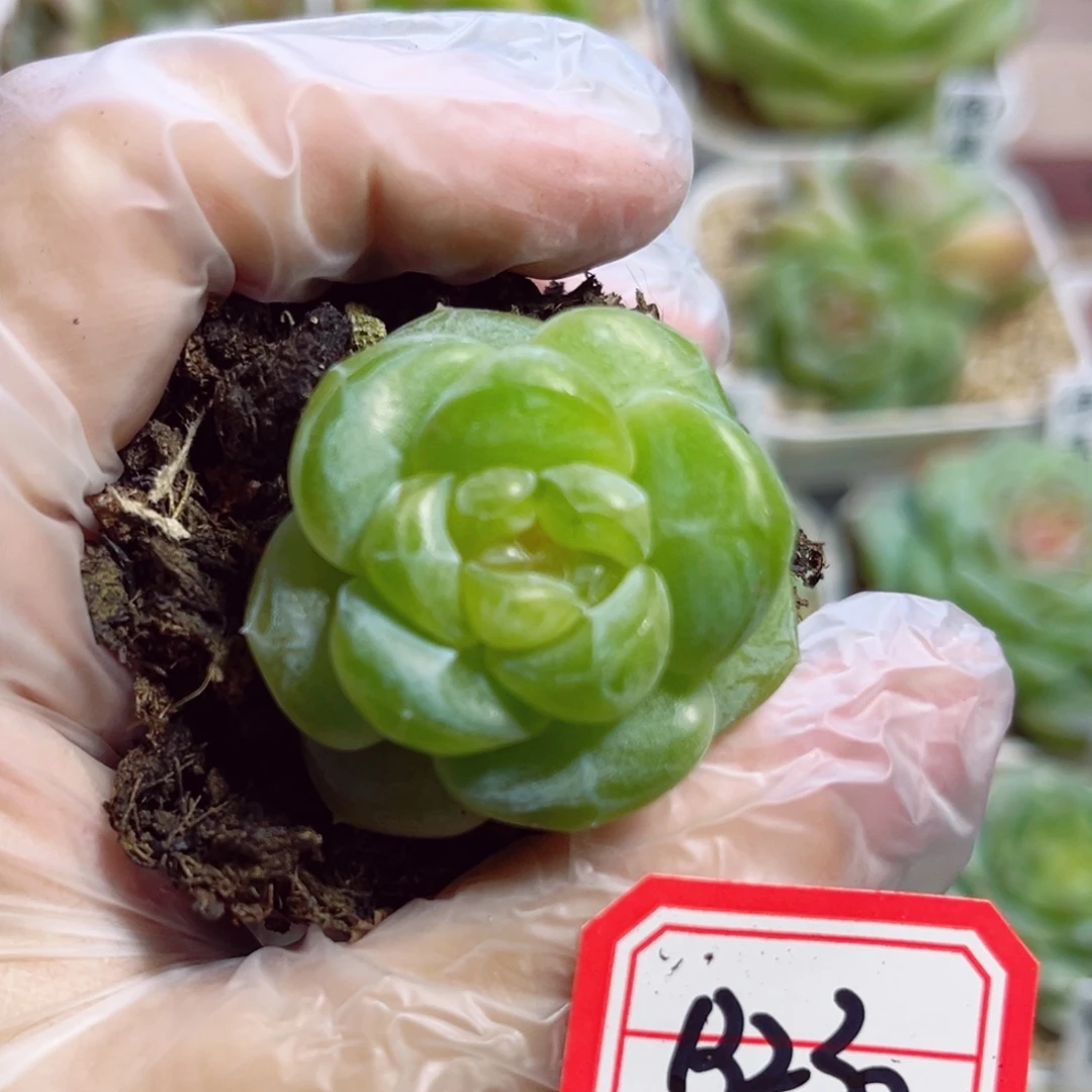 B230 一物一拍 无名