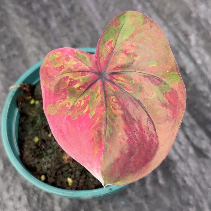 不开花植物泰国彩叶芋魔