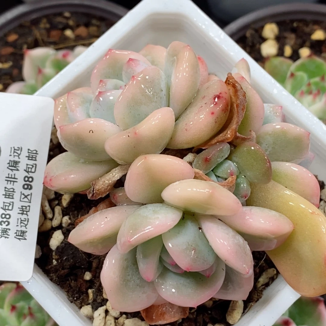 270梦露锦     小方花圃一物一拍