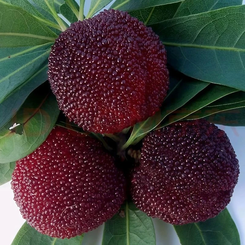 【潮蔬潮味】潮汕新鲜硬丝杨梅金灶水果孕妇可吃现摘现发/京东冷链