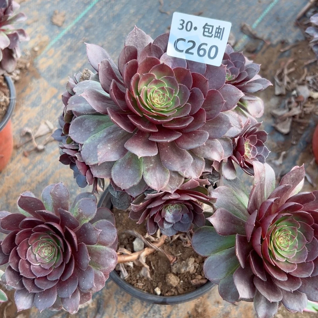 260 红魔多肉法师