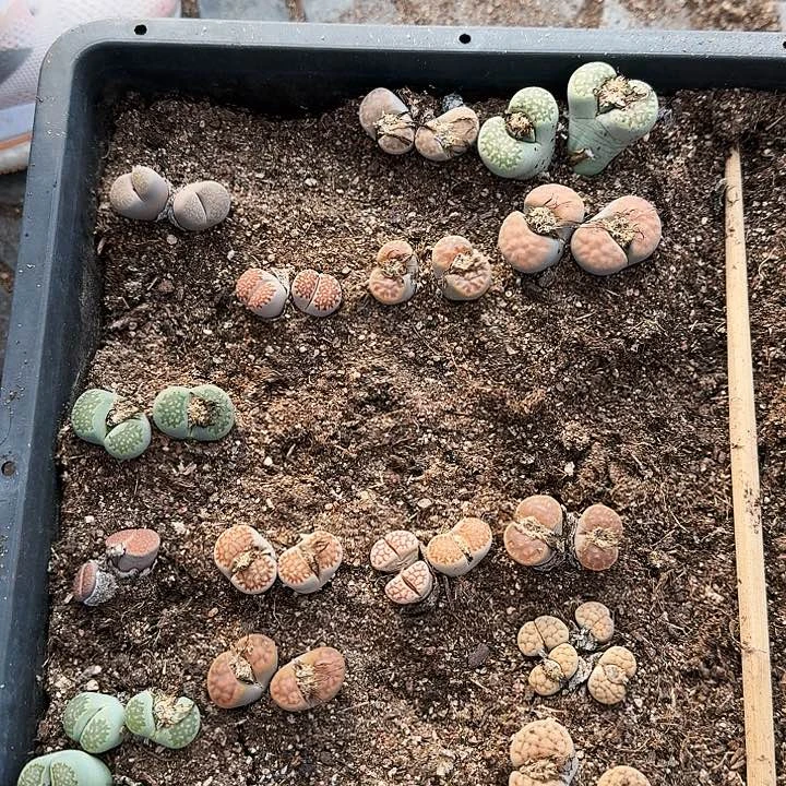 生石花11111。   132