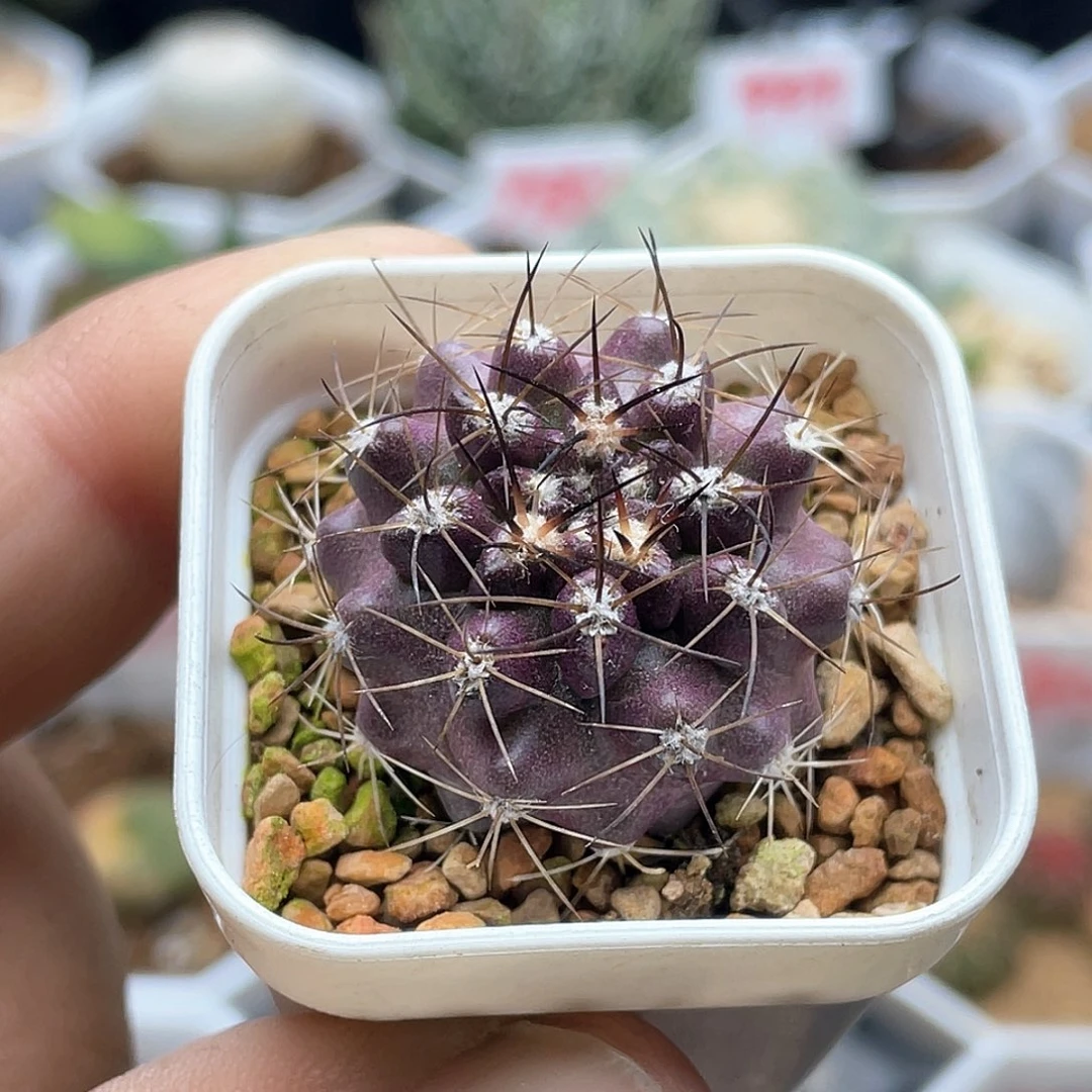 实生紫皮逆鳞丸仙人球