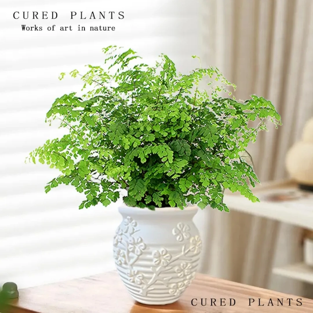 铁线蕨绿植盆栽室内净化空气绿植办公室植物耐阴好养四季常绿