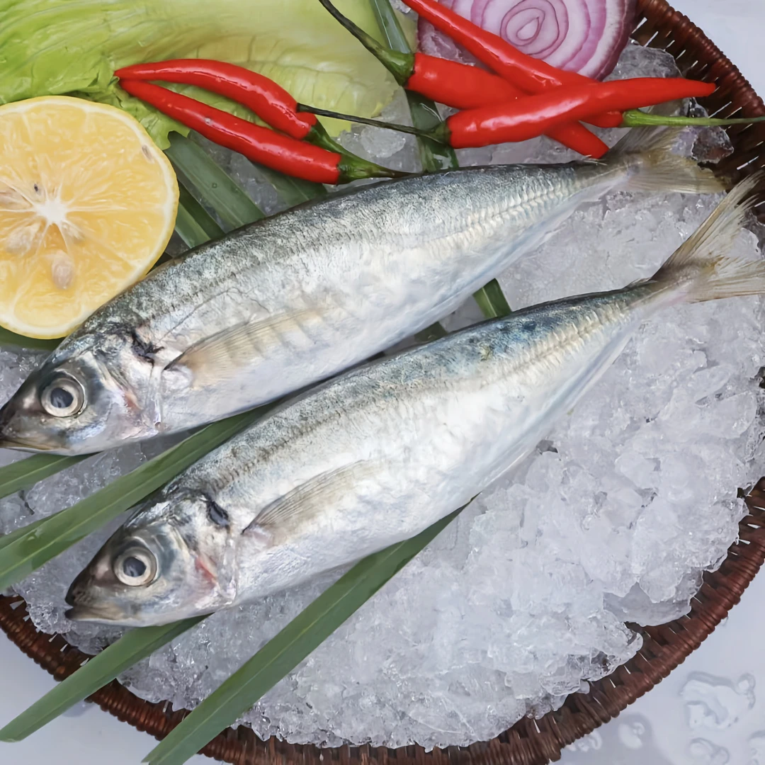 福建现海捕巴浪鱼新鲜鱼类冷冻活冻海鲜锁鲜竹筴鱼花仙鱼真空海鱼