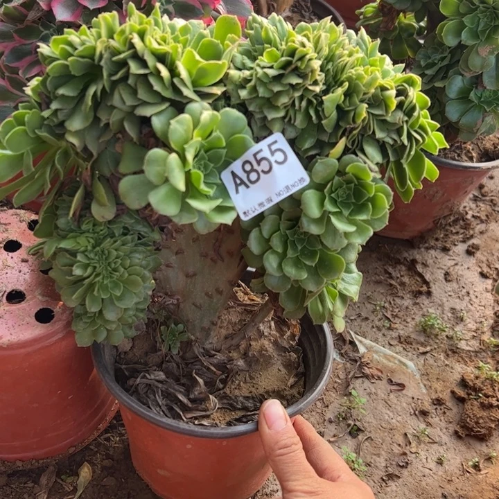 微瑕绿缀多肉植物855.