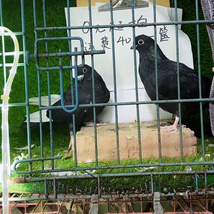 爱****15天中国大陆玉翅高飞幼20号笼