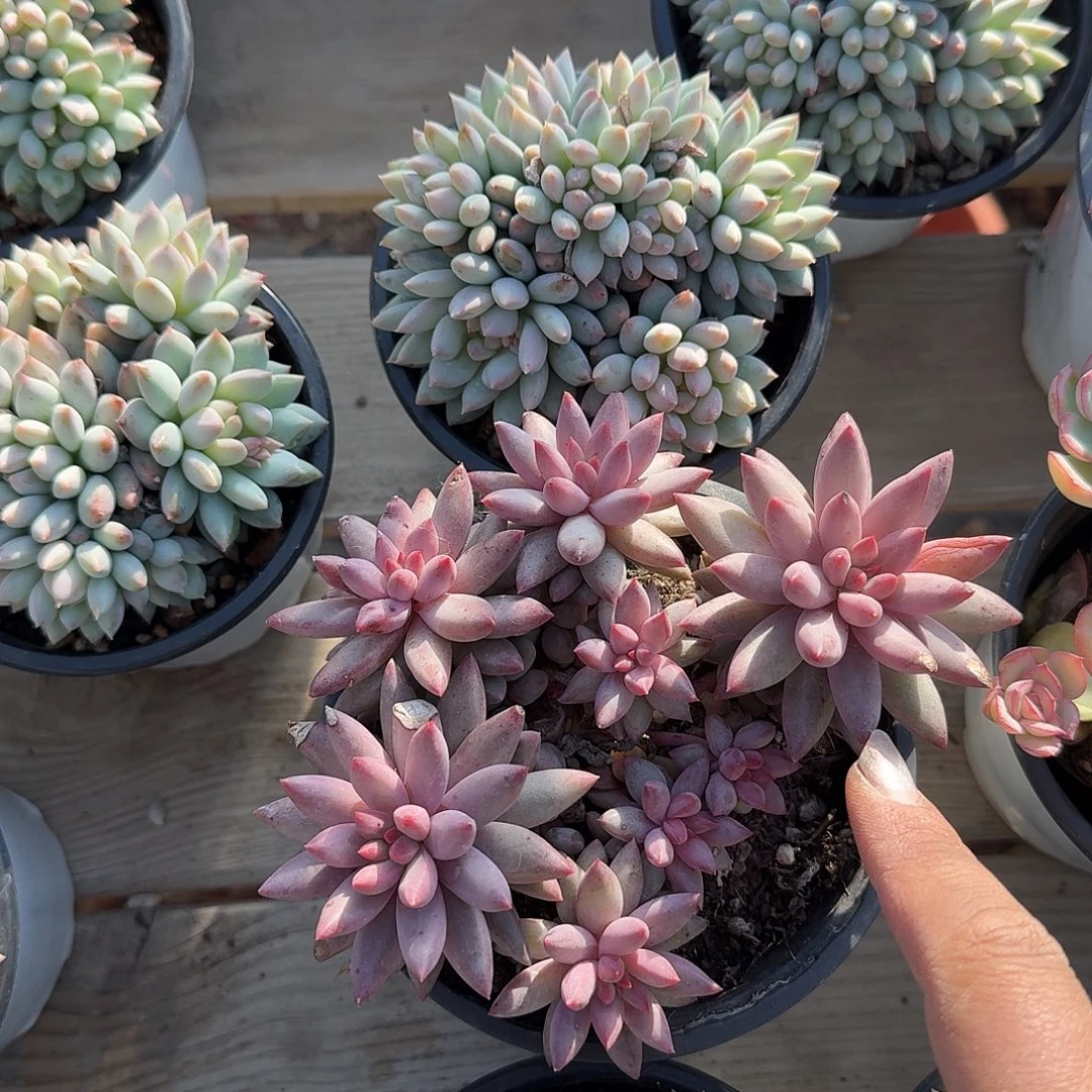 金鱼姬多肉植物精品