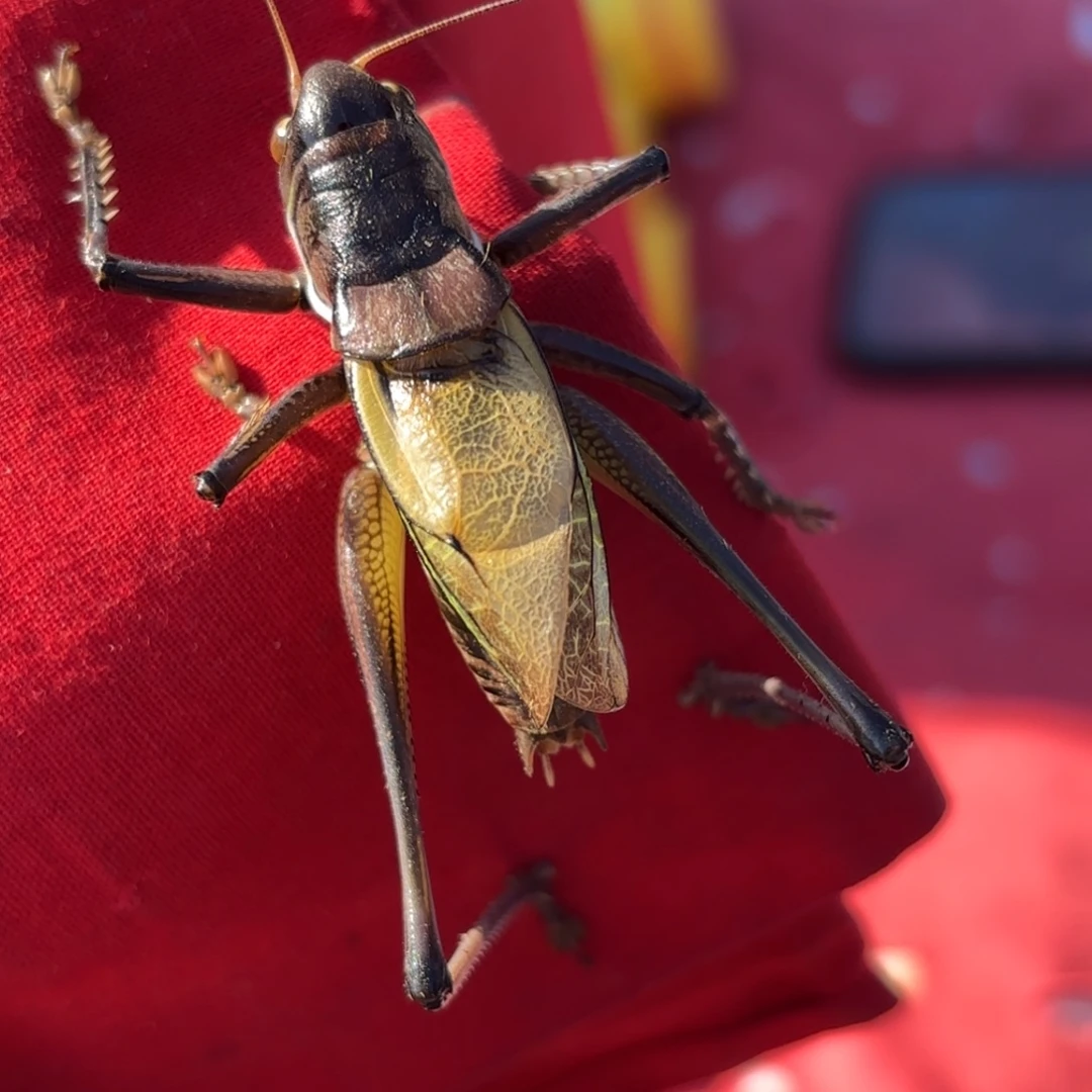 -***.蝈蝈蝈蝈福福价格