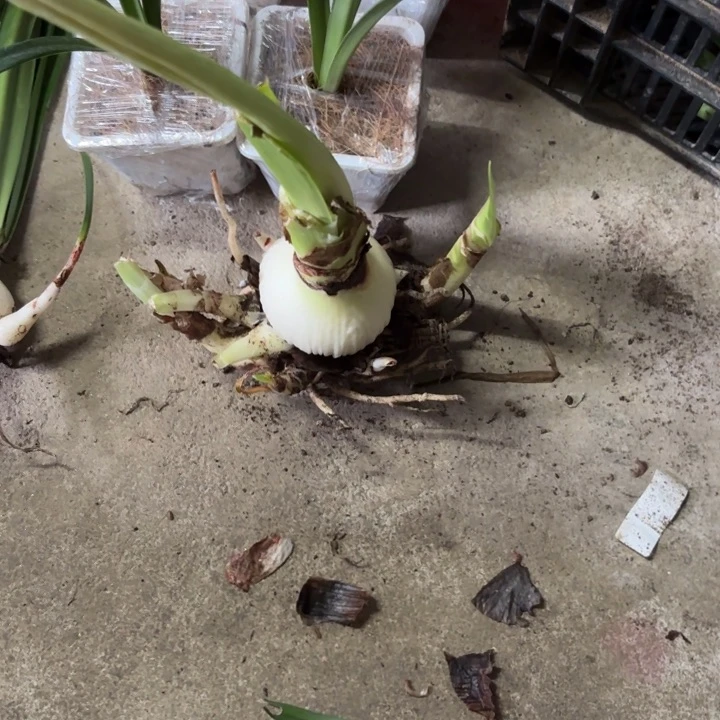 无花朵超级安瑞雅7+带侧