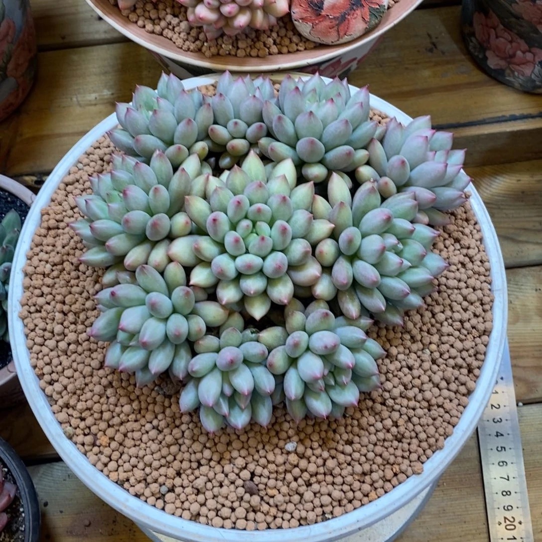 妍子手捧多肉植物