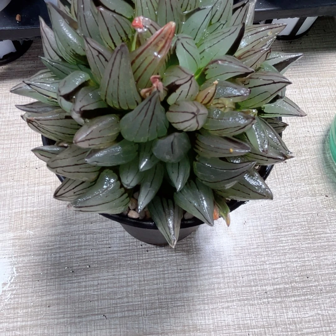 母本西瓜寿多肉植物66666