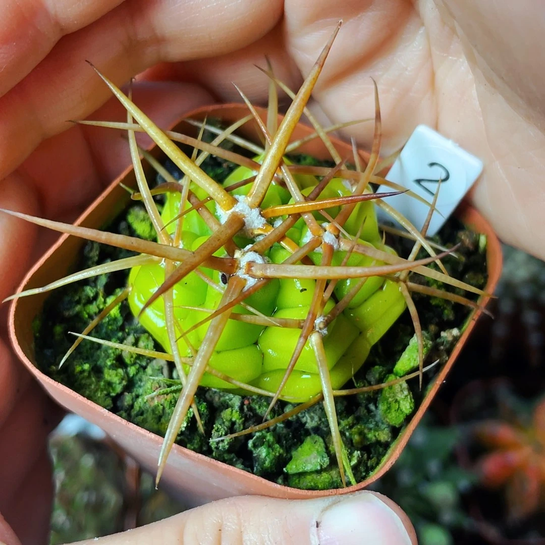 非偏远地区满25包邮仙人球裸根干瘪