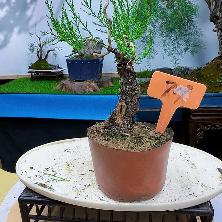 S***泉无花朵三春柳柽柳地方给干活货架
