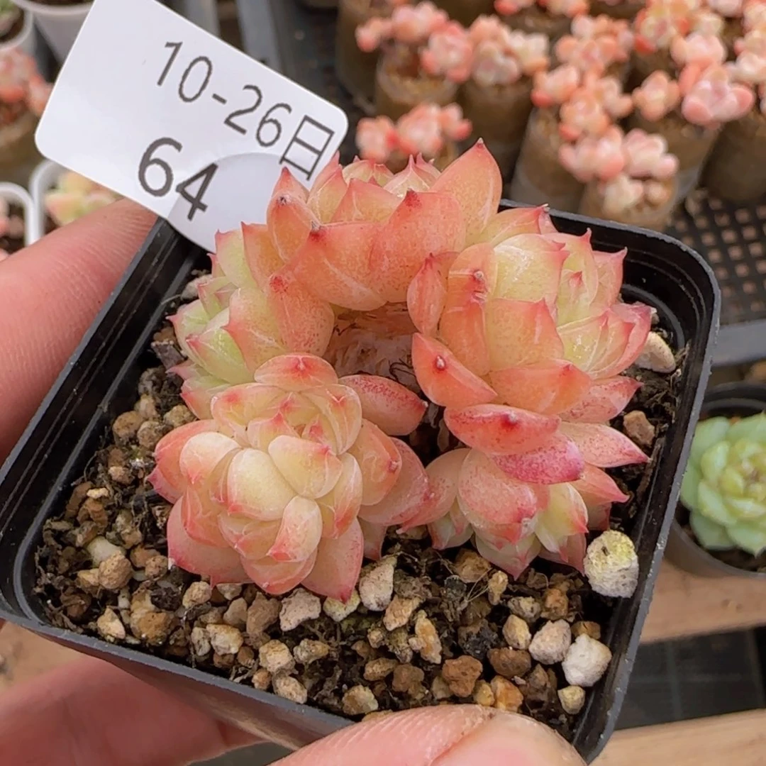 珍妮六头朵朵缀一颗