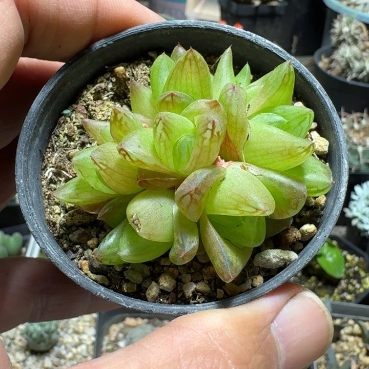 634京之华带盆发货